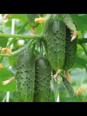 ������ ���������: ��� �������� ���������� ������ � ������� �������������� ������