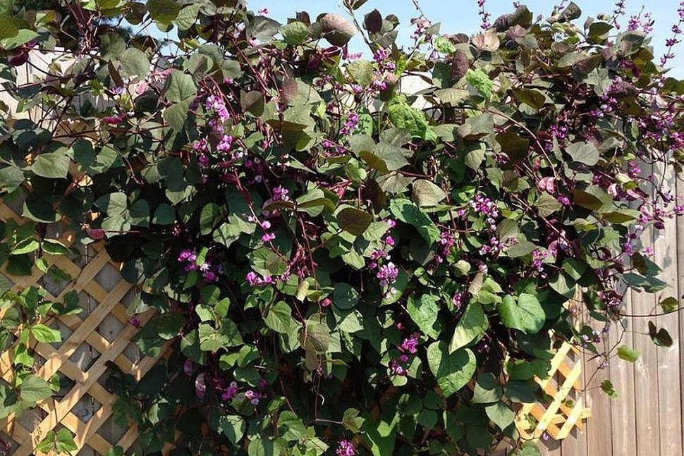 Сложности с цветением: ожидание ярких лиан обернулось разочарованием