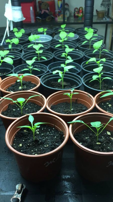 ����� ���� ���������� �������: ������� ��������� ������