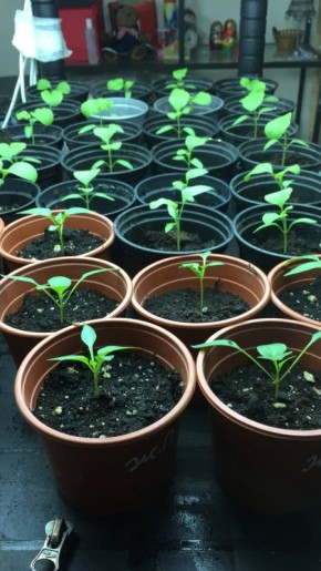 ����� ���� ���������� �������: ������� ��������� ������