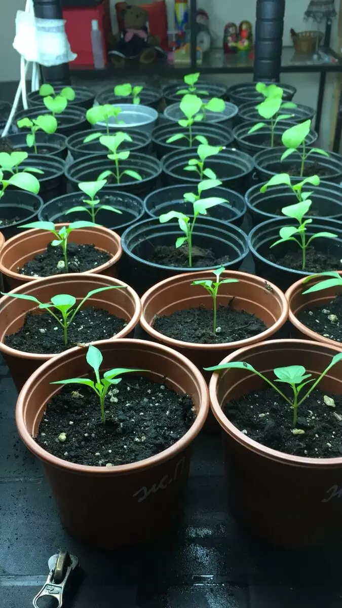 Когда пора высаживать рассаду: секреты успешного старта