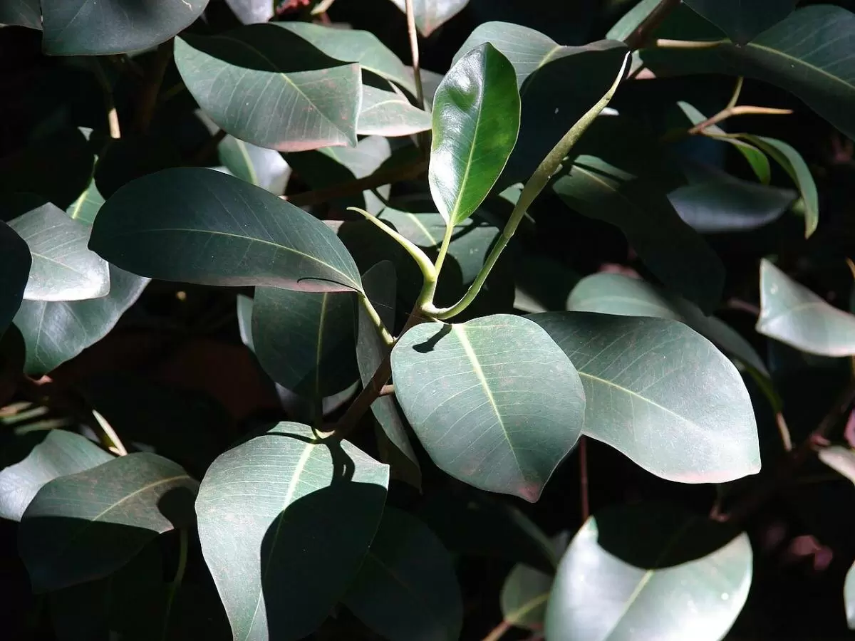 Как растения с округлыми листьями влияют на ваше психическое здоровье