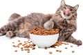 Как выбрать идеальный сухой корм для вашей кошки