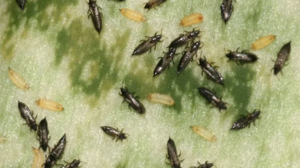 ������ �� ������: ��� �� ���������� � ���������� �� ���