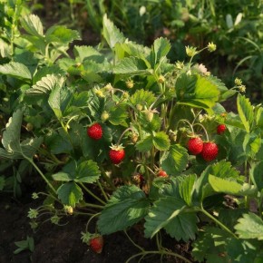 ��� ������� ���������� ��������: ��� ����� ��� ������������ ������