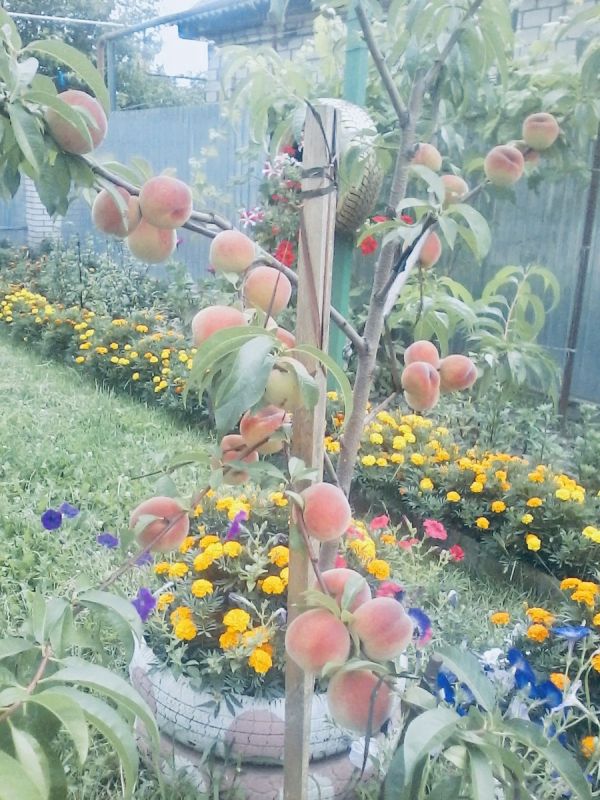 ��� ���������� �������������� ������ �� ��������?