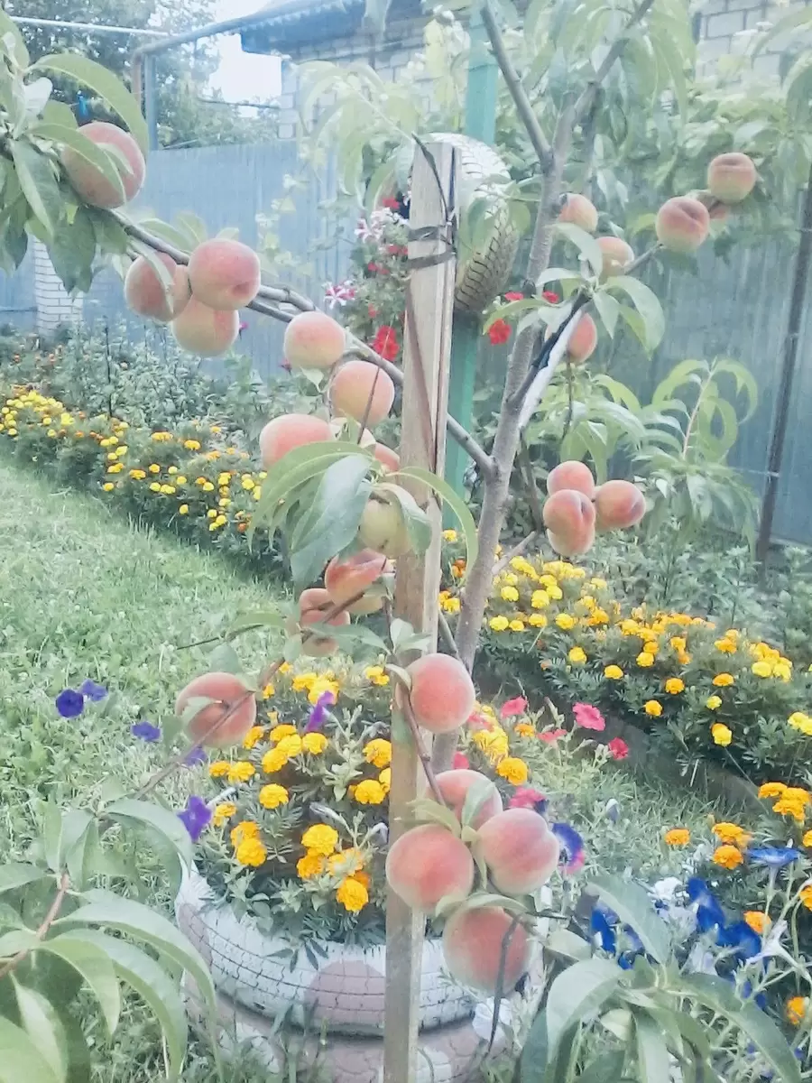 Как определить скороплодность дерева по саженцам?