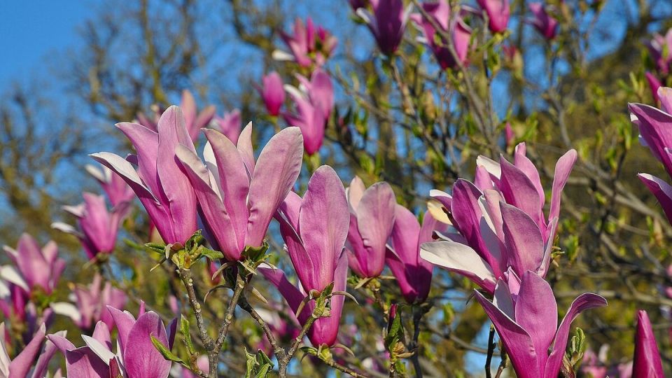 ��� ������� ��������� ������� ��� ��������: ������ ���������