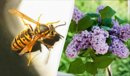 ��������, ������������ �������: ��� ����� ������� �������� �� ����