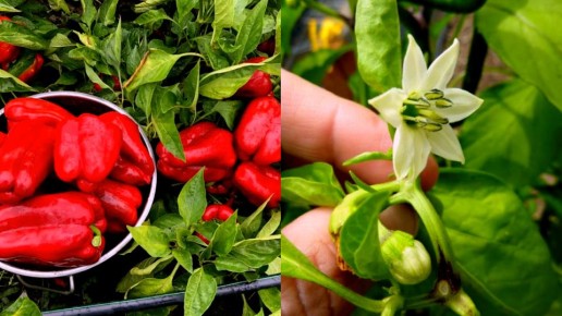 ��� �������� ���������� ������ ������: ������� ��������� ���������