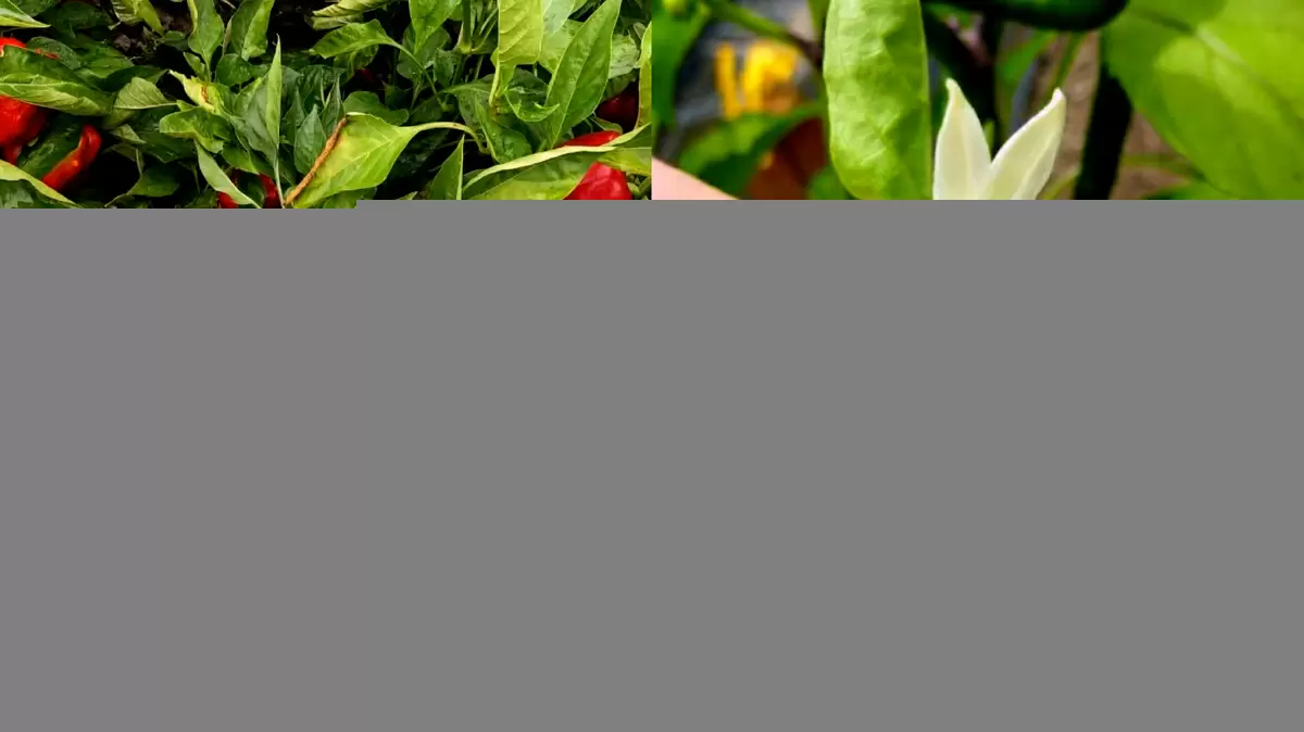 Как добиться роскошного урожая перцев: секреты успешного удобрения