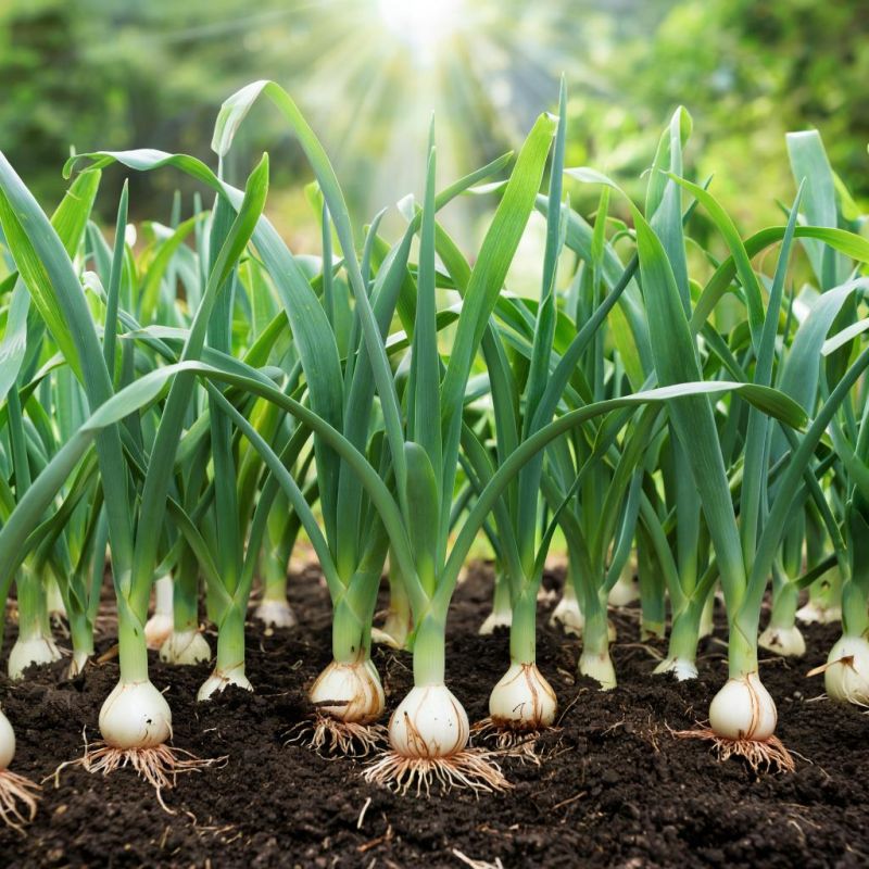 ������ ��� �� ������: �������� ������� � ������� �� �������