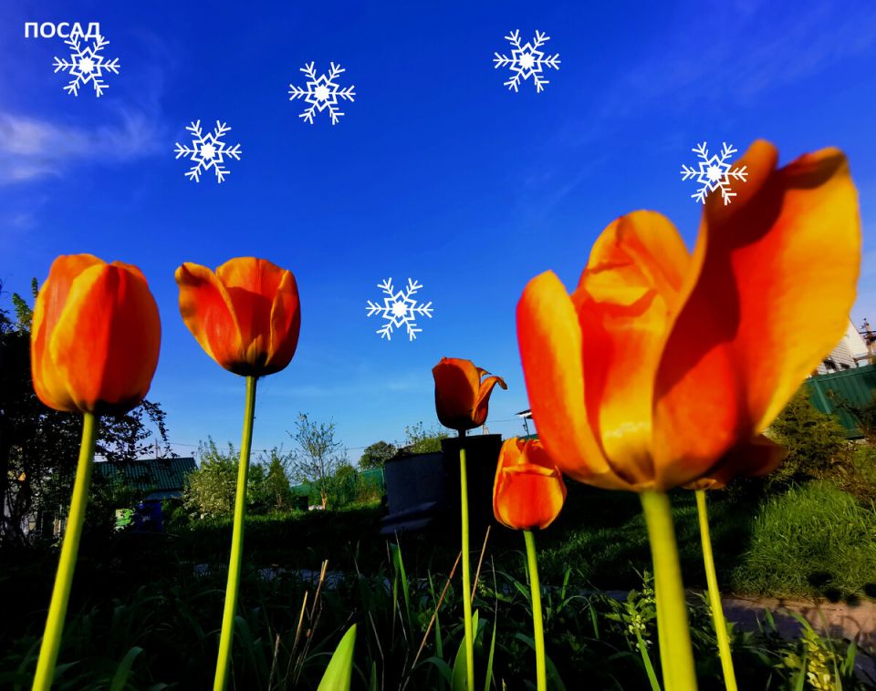 ��� �������� ��� �� ����������: ����������� ������, ������� �������� �������