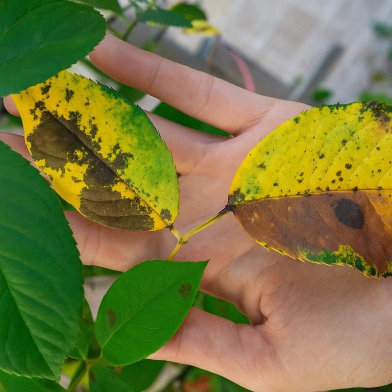 ������ �������� ���: ��� ���� � ��� �������� ���������� � ���������