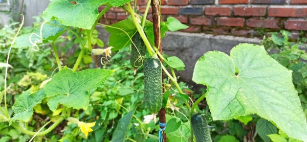 ��� �������� ����������� ������ �������: ������� ��������� ����������