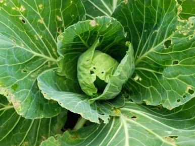 ������� �� ������ ������ �������: ����, ������� ������������