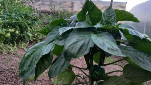 Как правильно подкормить перец, чтобы получить богатый урожай