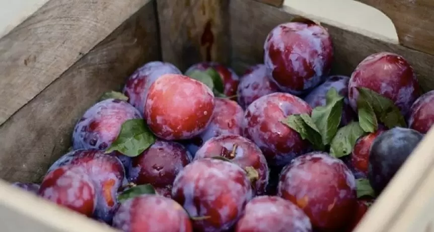 Способы сохранить свежие сливы на месяцы без холодильника