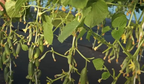 ���� �� �������� � �������: ������ ��� ��������� ������