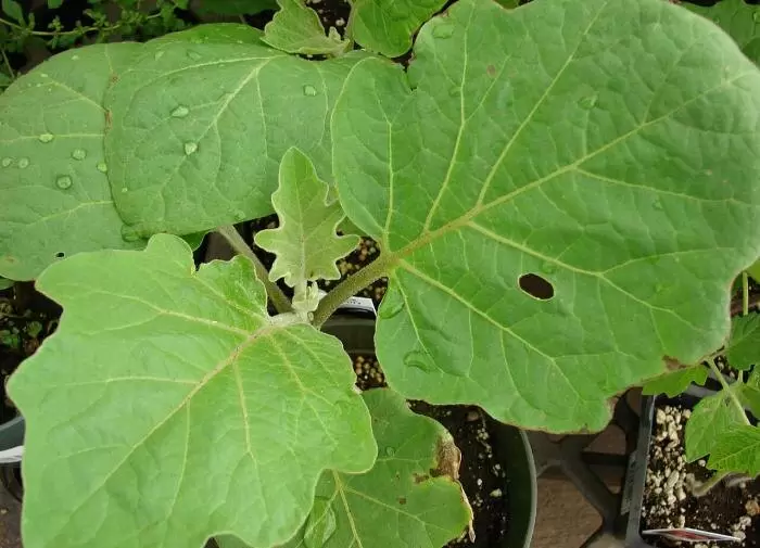 Баклажаны в начале лета: как защитить урожай от болезней и вредителей?