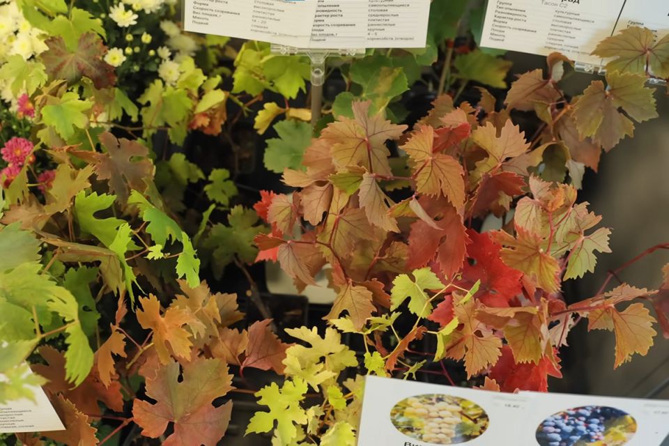 ��� ��������� ������� ��������� �������: ������ ��������