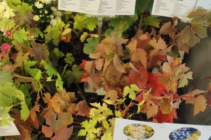 ��� ��������� ������� ��������� �������: ������ ��������