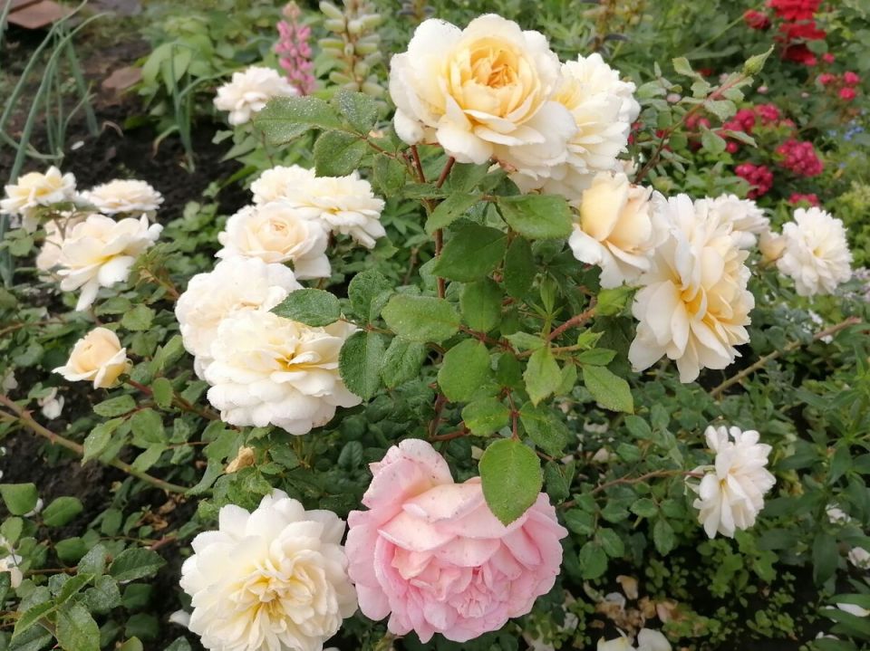 ����� � ��� ������ ���� �� ����: �������� ���������� ���������