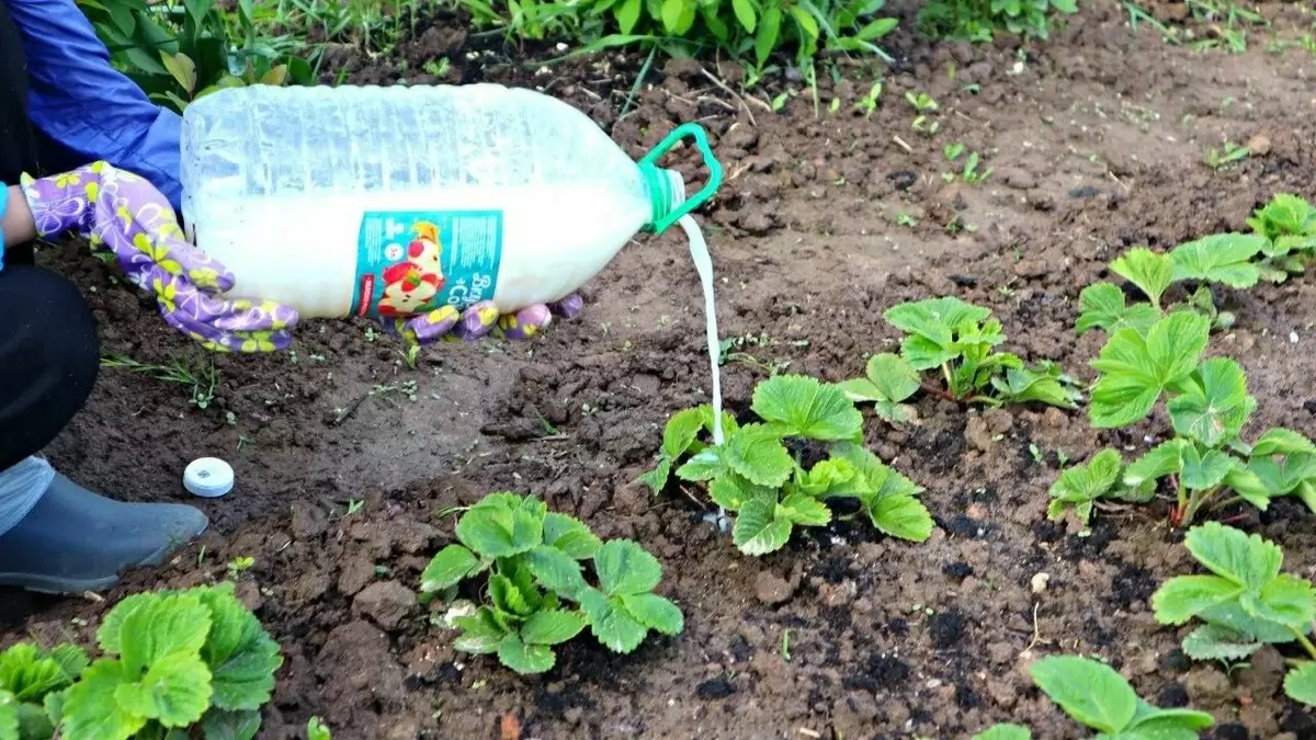 Полезные советы по весенней подкормке клубники