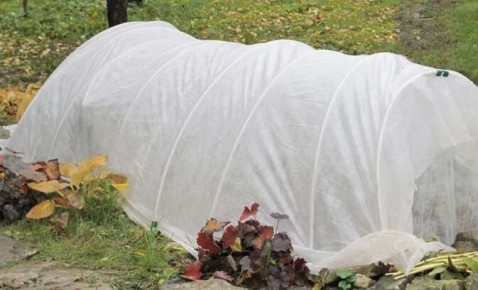 Как сохранить розы зимой: секреты воздушно-сухого укрытия