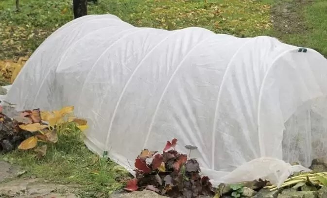 Как сохранить розы зимой: секреты воздушно-сухого укрытия