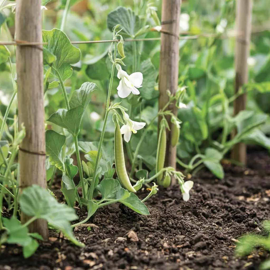 Почему сладкий горох – лучший выбор для вашего огорода в 2025 году?