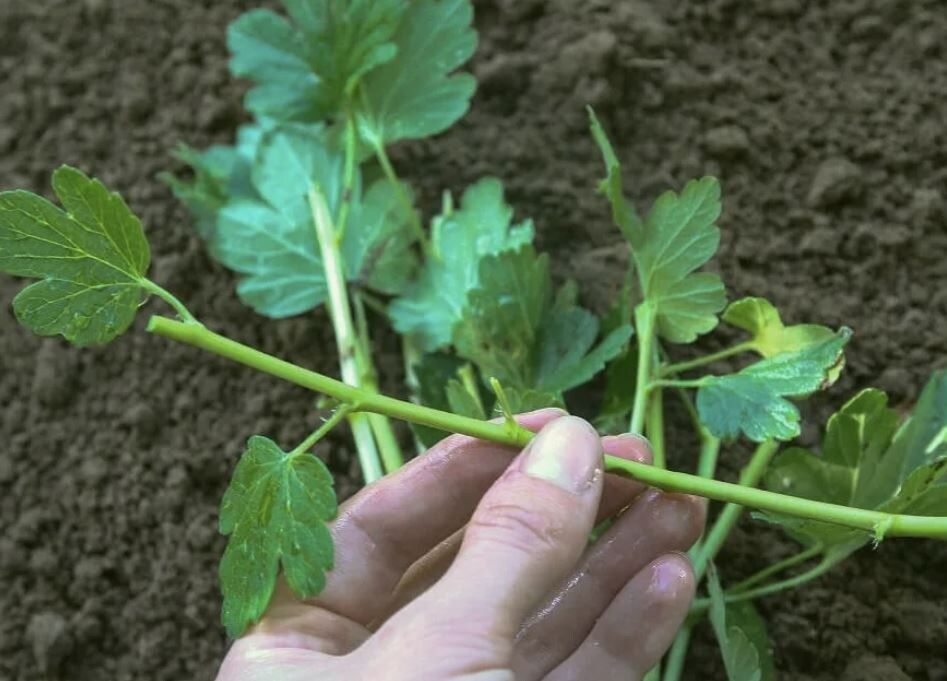 ������ ����������� ����������: ��� ����������� ������ ��� ������