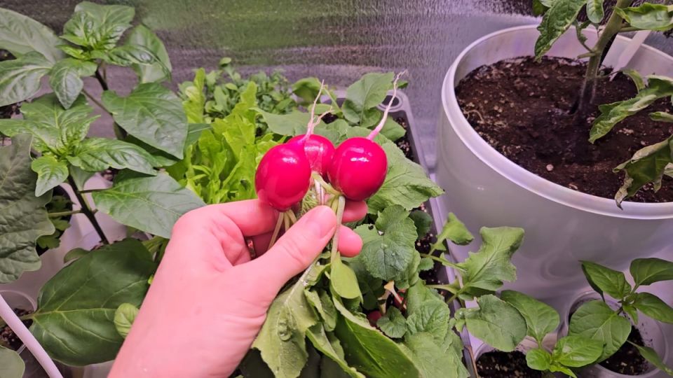 ������ ����� ���������� �� ��������� �������: ��� ���������������� �������