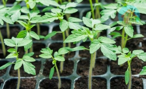 Секрет крепких томатов: подкормка, работающая за 15 минут