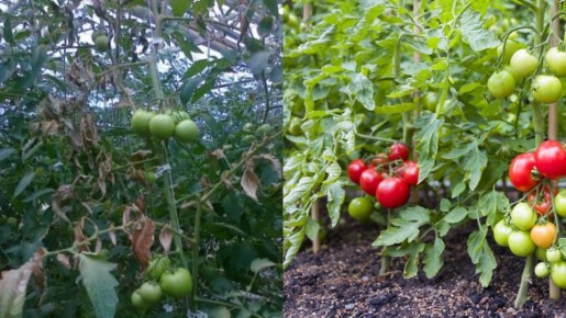 Как восстановить почву без затрат: простые методы для отличного урожая