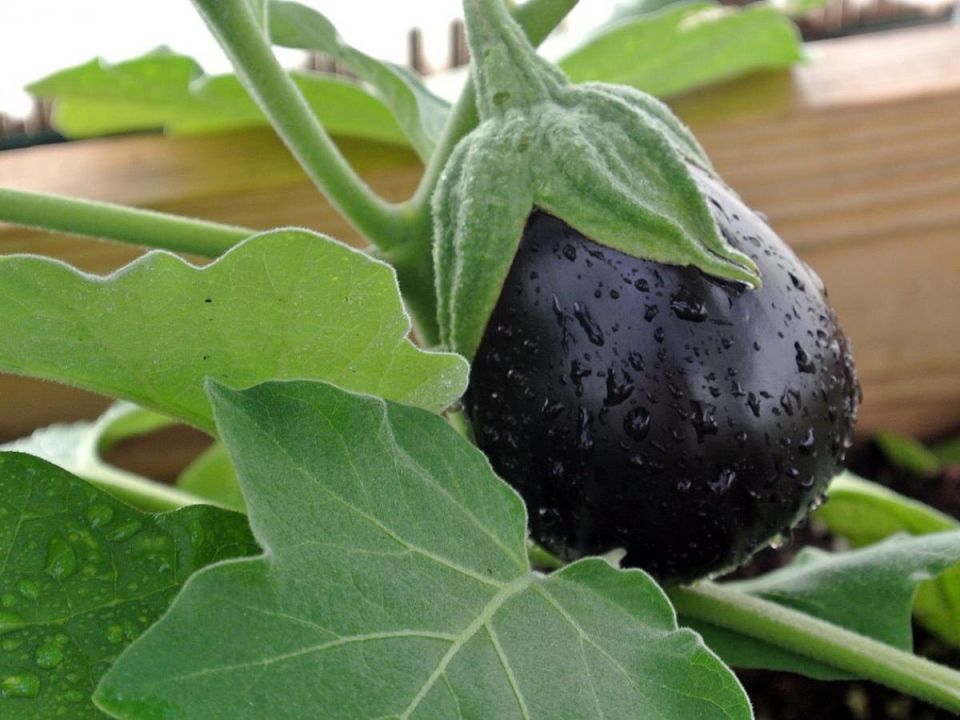 ��� �������� ��������� ������ ����������: ������� ��������� ��������