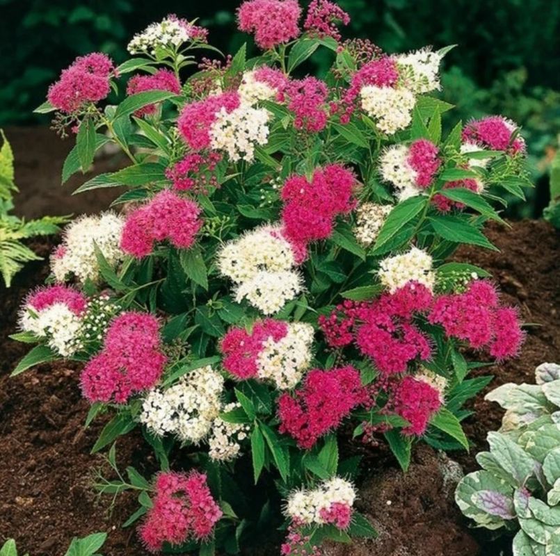 ������ ��������: ��� ������� ��������� ��������� ��� ������ ����