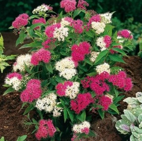 Спирея японская: как выбрать идеальный кустарник для вашего сада