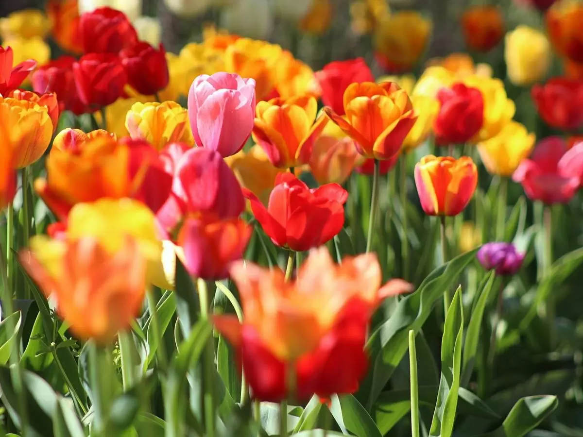 Тюльпаны Triumph и Darwin: секрет зимовки без выкапывания