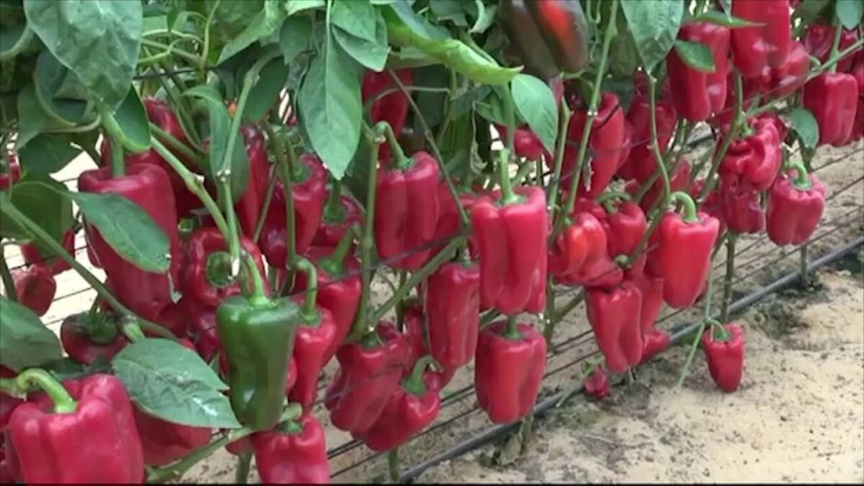 ��� �������� ���������� ����� ������ � ������� ����������� �������