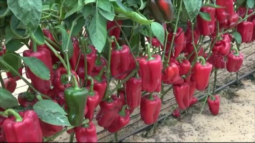 ��� �������� ���������� ����� ������ � ������� ����������� �������