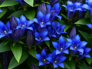 Горечавка ластовневая: изъяны горных сказок в вашем саду