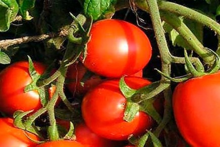 ������ ����� ����������: ������� ������ � ������������ ������ �� �����