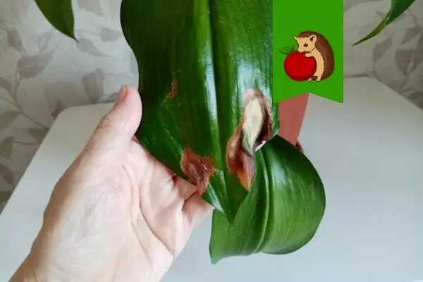 Как помочь растениям справиться с солнечными ожогами в весенний период