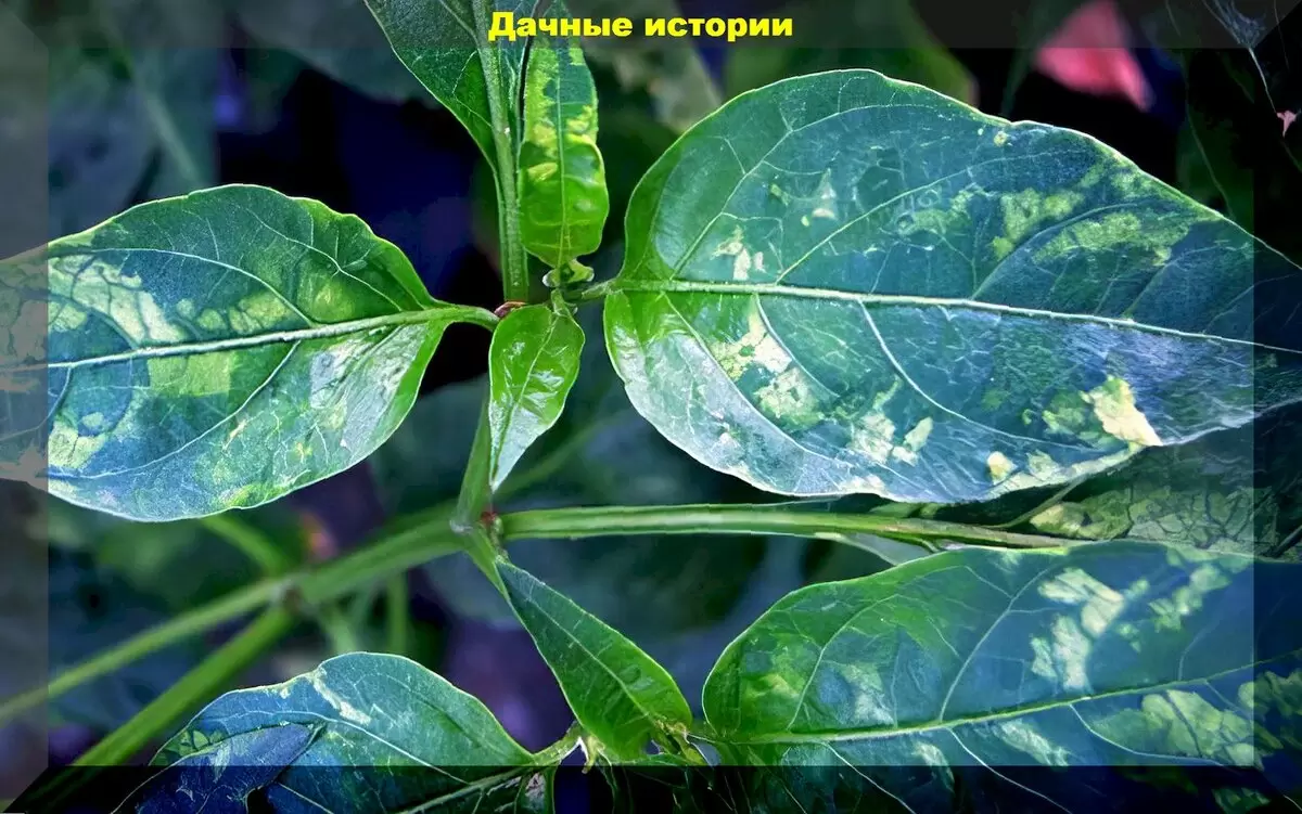 Ответы на популярные вопросы дачников: полезные советы для садоводов