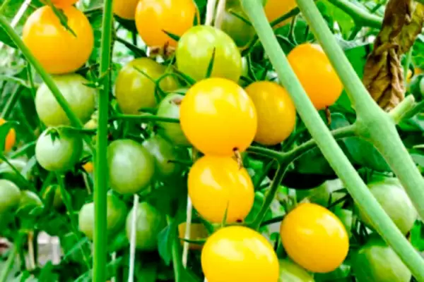 Томаты Саммер Сан: как вырастить солнечные помидоры своей мечты