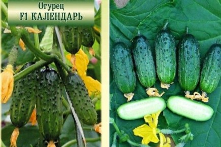 Огурец Календарь: идеальный выбор для дачников в 2026 году