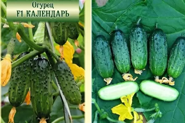 Огурец Календарь: идеальный выбор для дачников в 2026 году