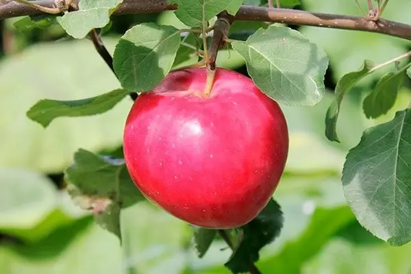 Яблоня Красное раннее: как выбрать, ухаживать и получить вкусный урожай
