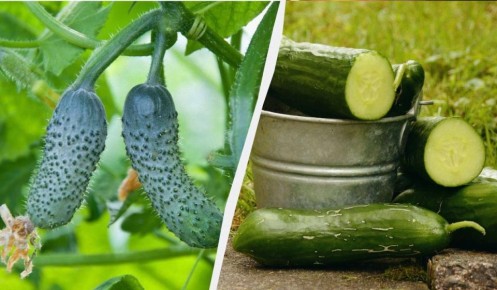 Соседство на огороде: какие культуры помогут огурцам расти лучше